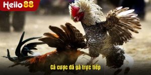 Cá Cược Đá Gà Trực Tiếp - Đấu Trường Cá Cược Rực Lửa Gay Cấn