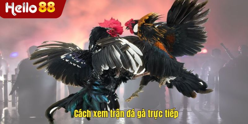 Cách xem trận đá gà trực tiếp