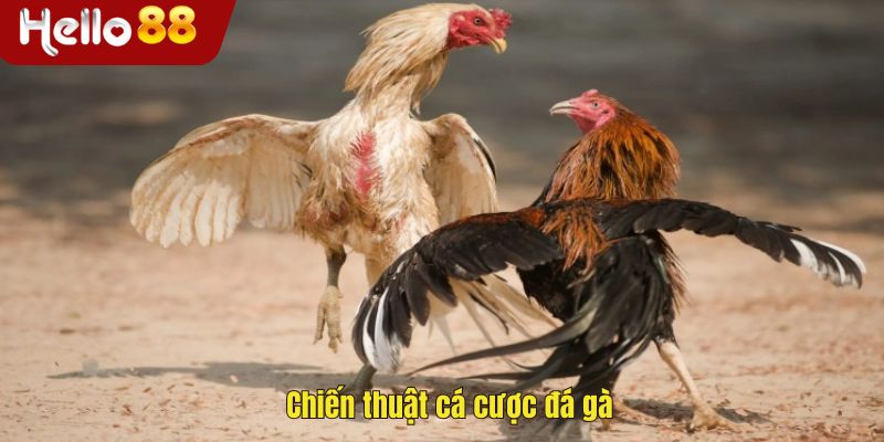 Chiến thuật cá cược đá gà