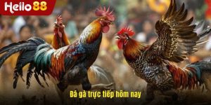 Đá Gà Trực Tiếp Hôm Nay – Cập Nhật Chi Tiết & Mẹo Cá Cược
