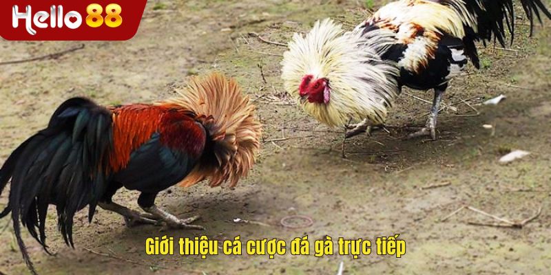 Giới thiệu cá cược đá gà trực tiếp