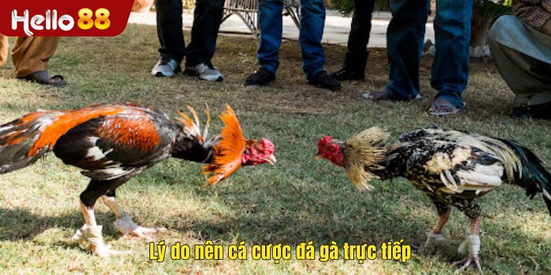 Lý do khi nên cá cược đá gà