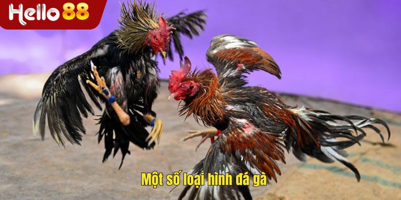 Một số loại hình đá gà