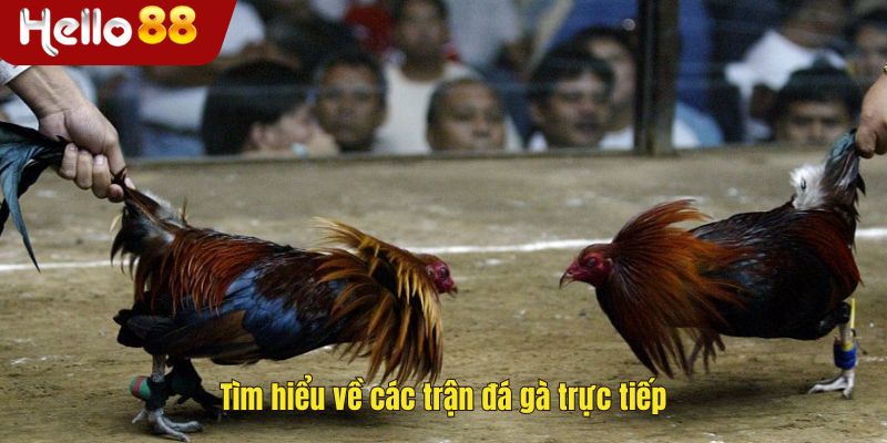 Tìm hiểu về các trận đá gà trực tiếp