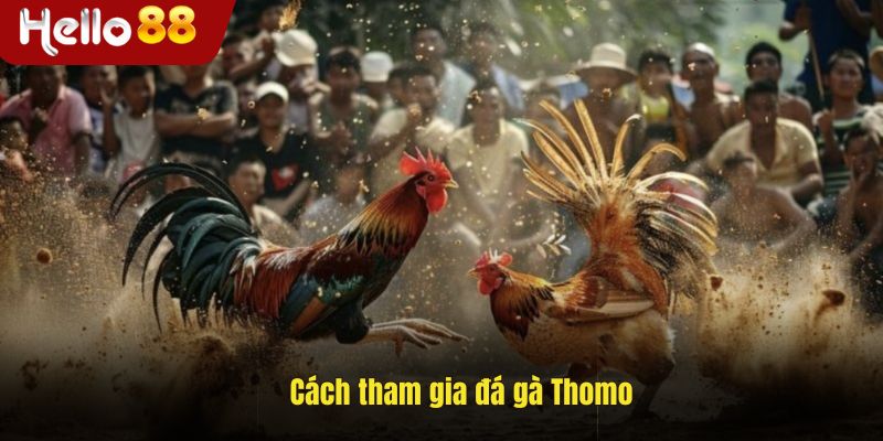 Hướng dẫn tham gia đá gà Thomo