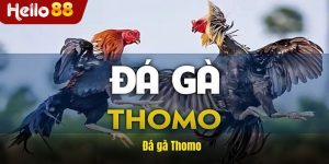 Đá Gà Thomo Hello88 Trải Nghiệm Độc Đáo Cho Người Chơi