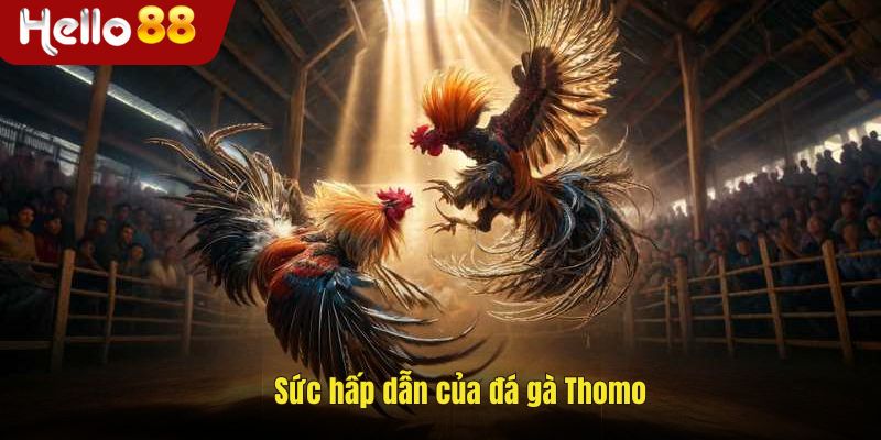 Sức hấp dẫn của đá gà Thomo